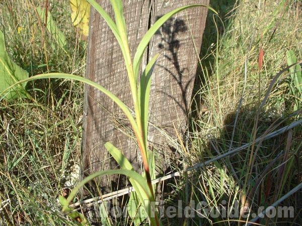 Leaves<br>(Location of Picture: Near Rr, Long Lake, Il, USA, 2004)