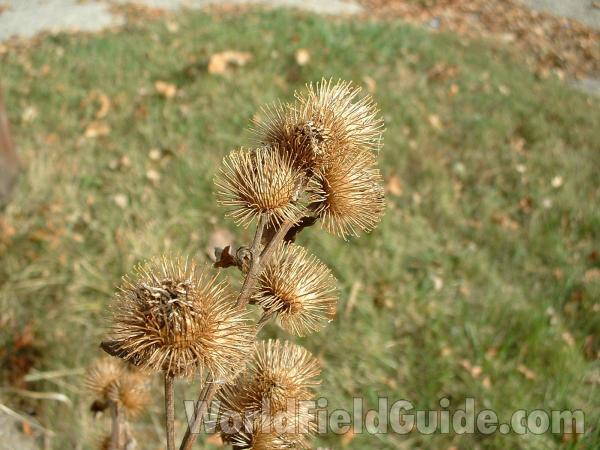 Fall Burs<br>(Location of Picture: Round Lake, Il, USA, Oct 12, 2004)