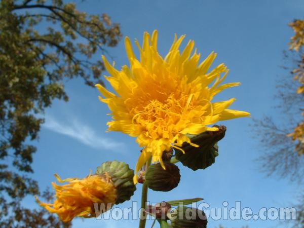 Flower - Front View<br>(Location of Picture: Round Lake, Il, USA, Oct 12, 2004)
