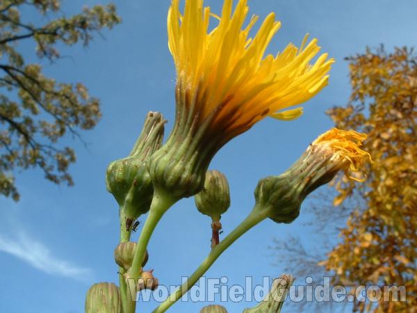Flower - Side View<br>(Location of Picture: Round Lake, Il, USA, Oct 12, 2004)