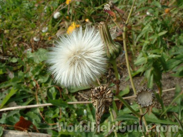Seed Head<br>(Location of Picture: Round Lake, Il, USA, Oct 12, 2004)