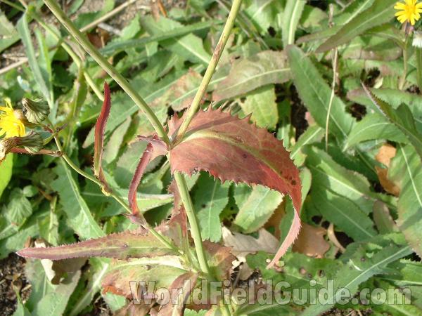 Leaf and Stem<br>(Location of Picture: Round Lake, Il, USA, Oct 12, 2004)