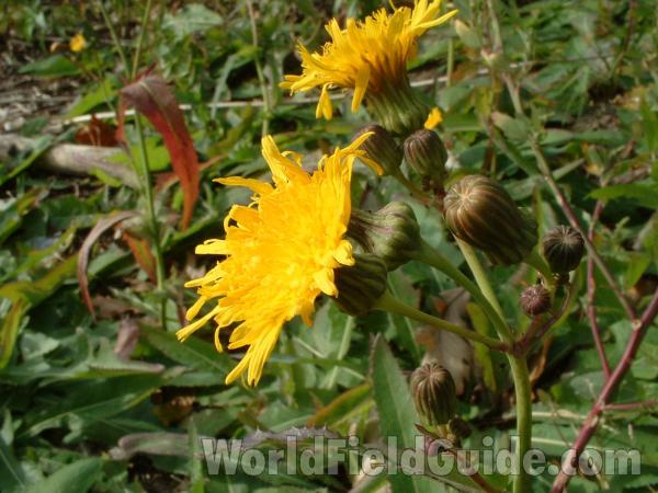 Top Of Plant - Wet Shore<br>(Location of Picture: Round Lake, Il, USA, Oct 12, 2004)