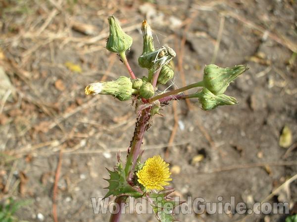 Top Of Plant<br>(Location of Picture: Round Lake, Il, USA, Oct 12, 2004)