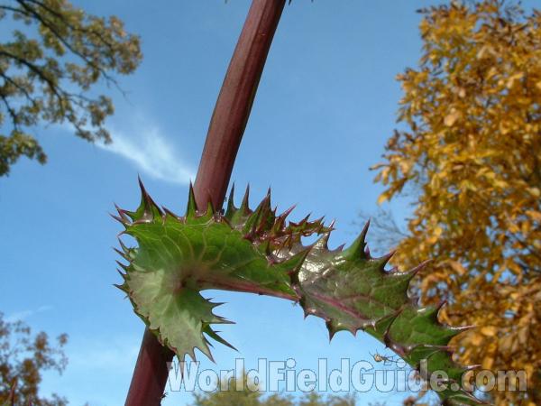 Leaf and Stem<br>(Location of Picture: Round Lake, Il, USA, Oct 12, 2004)