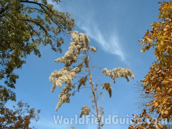 Seed Head<br>(Location of Picture: Round Lake, Il USA, Oct 12, 2004)