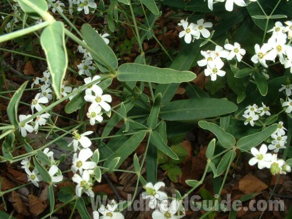 Top Of Plant<br>(Location of Picture: Lake County, Illinois, USA)