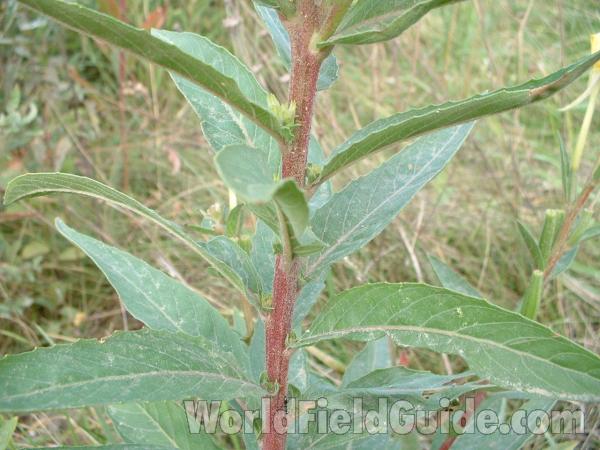Stem and Leaves<br>(Location of Picture: Long Lake Rr, Illinois, USA)