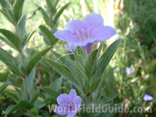 Top Of Plant in  Bloom<br>(Location of Picture: Volo Display, Illinois, Aug 19, 04)