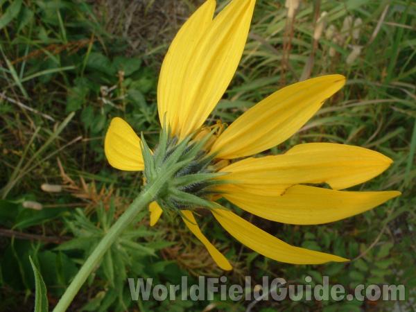 Flower - Back View<br>(Location of Picture: Garden, Zion Beach, Il USA, Sept 5)