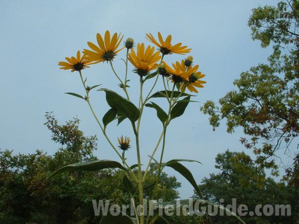 Top Of Plant in  Bloom<br>(Location of Picture: Planting, Zion State Park, Il, 05)