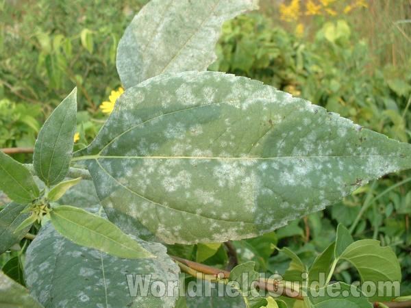Leaf<br>(Location of Picture: Planting, Zion State Park, Il, 05)
