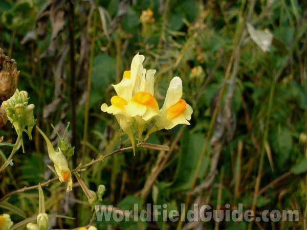Flowers<br>(Location of Picture: Zion Park, Il, USA, Sept 5, 2005)