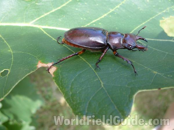 On Oak Leaf - Side View<br>(Location of Picture: Round Lake, Il, USA, July 8, 2004)
