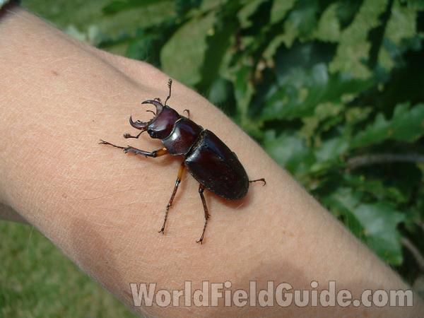 On Human Arm<br>(Location of Picture: Round Lake, Il, USA, July 8, 2004)