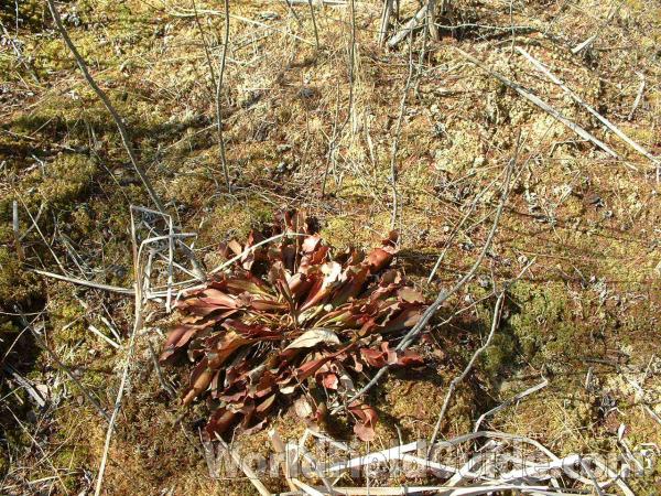 Habitat - Early Spring<br>(Location of Picture: Volo Bog, Illinois, April 9, 2005)