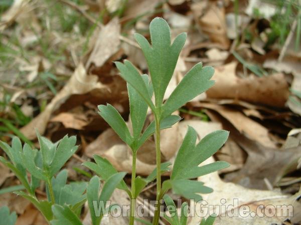 Leaves<br>(Location of Picture: Glacier Park, Il, USA, May 1, 2005)