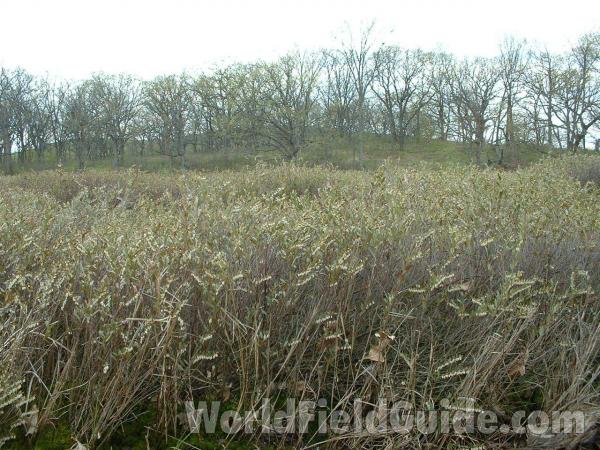 Spring Habitat Showing White Color Of Flowers<br>(Location of Picture: Glacier Park, Illinois, May 1, 2005)