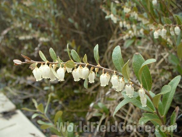 Flower and Leaves<br>(Location of Picture: Glacier Park, Illinois, May 1, 2005)