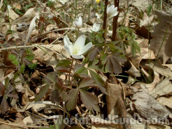 Habitat<br>(Location of Picture: Glacier Park, Illinois, May 1, 2005)