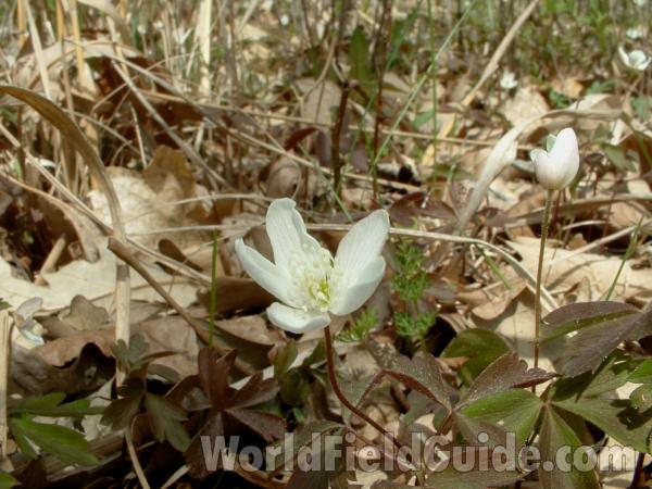 Flower<br>(Location of Picture: Glacier Park, Illinois, May 1, 2005)