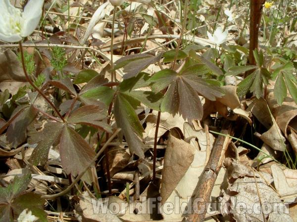 Leaves<br>(Location of Picture: Glacier Park, Illinois, May 1, 2005)