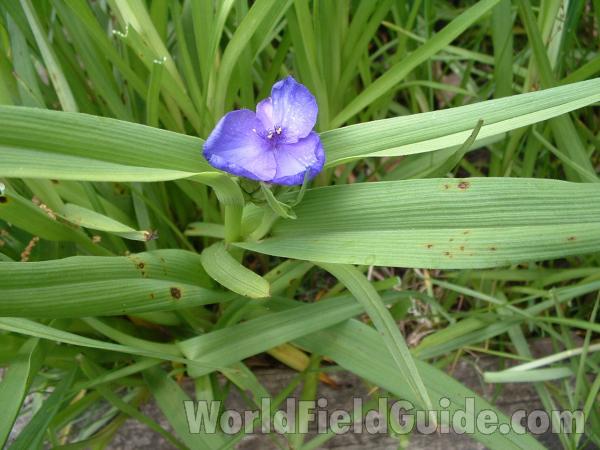 Top Of Plant in  Bloom<br>(Location of Picture: Garden, Mchenry, Illinois, USA, '05)