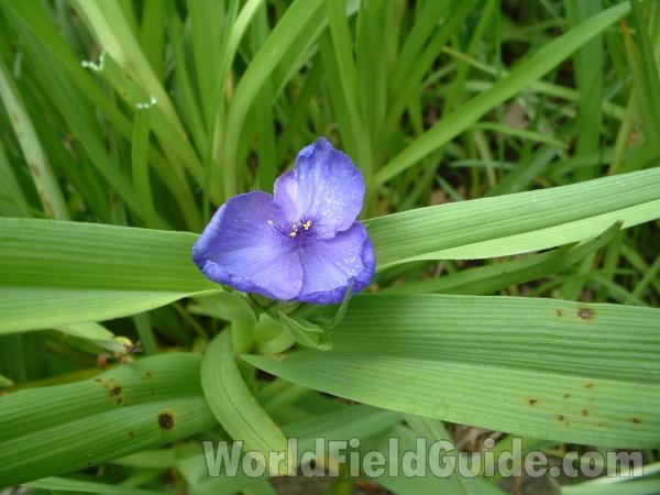 Flower<br>(Location of Picture: Garden, Mchenry, Illinois, USA, '05)