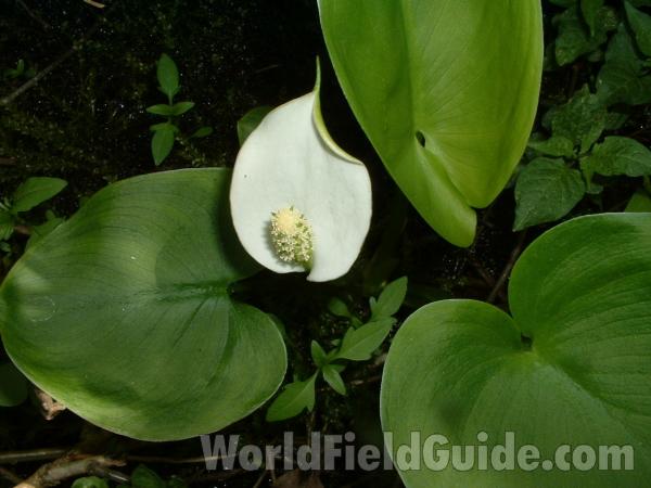Flower in  Habitat<br>(Location of Picture: Volo Bog, Illinois, USA, May 25, 05)