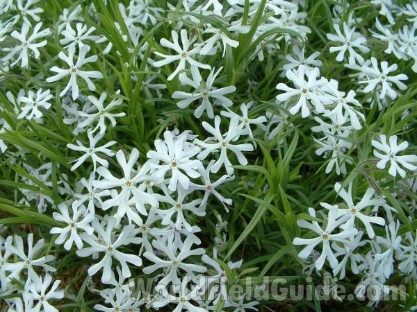 Top Of Plant in  Bloom<br>(Location of Picture: Garden, Volo Bog, Illinois, USA)