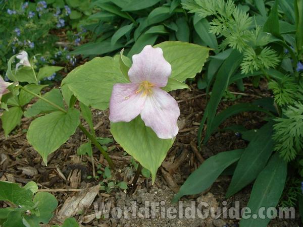Top Of Plant in  Bloom<br>(Location of Picture: Garden, Volo Bog, Il, USA)