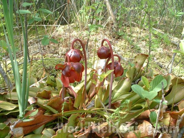 Habitat - in  Bloom<br>(Location of Picture: Volo Bog, Illinois, May 25, 2005)