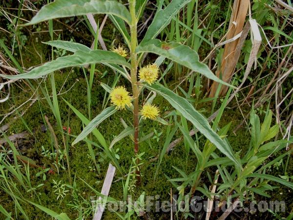 Silhouette<br>(Location of Picture: Volo Bog, Illinois, USA, Spring)