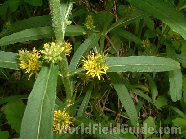Stem and Flowers - Closer View<br>(Location of Picture: Volo Bog, Illinois, USA, Spring)