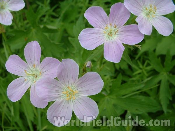Flowers<br>(Location of Picture: Road To Volo Bog, Illinois, USA)
