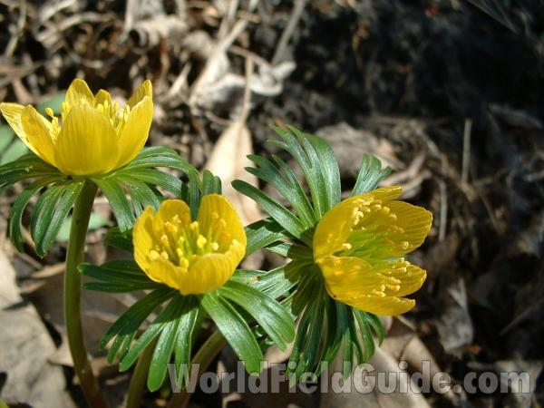 Top Of Plant in  Bloom, April 7, 05<br>(Location of Picture: Garden, Round Lake, Illinois, USA)