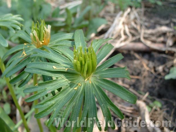 Seed Head - April 18, 05<br>(Location of Picture: Garden, Round Lake, Illinois, USA)