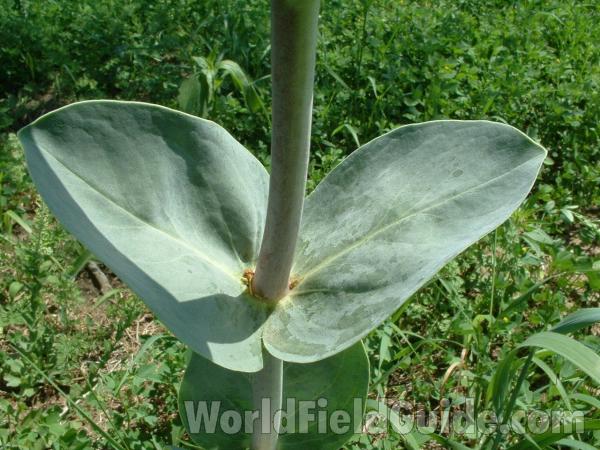 Leaves and Stem<br>(Location of Picture: Garden, Morraine Hills, Illinois)