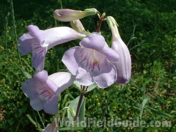 Flower - Front View<br>(Location of Picture: Garden, Morraine Hills, Illinois)