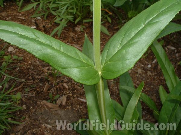 Stem and Leaf Bases<br>(Location of Picture: Volo Garden, June 9, 2005)