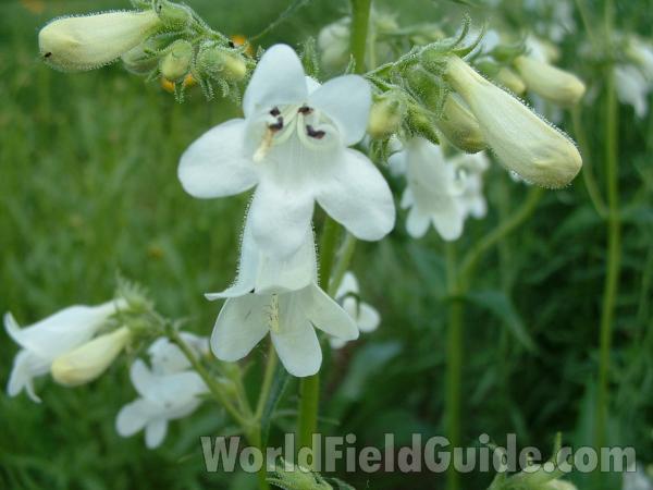 Flower - Front View<br>(Location of Picture: Volo Garden, June 9, 2005)