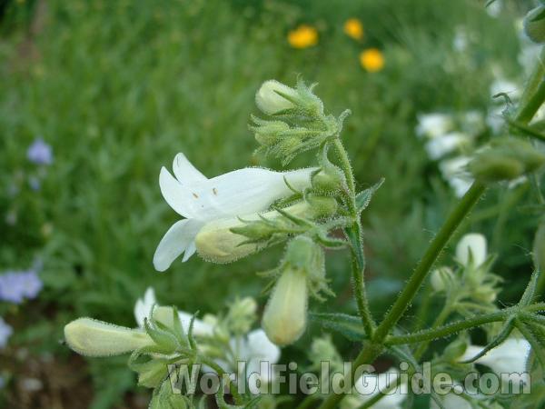 Flower - Side View<br>(Location of Picture: Volo Garden, June 9, 2005)