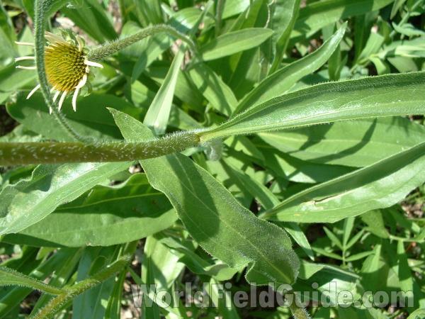 Stem and Leaf<br>(Location of Picture: Garden, M Hills, Il, USA, June 11)