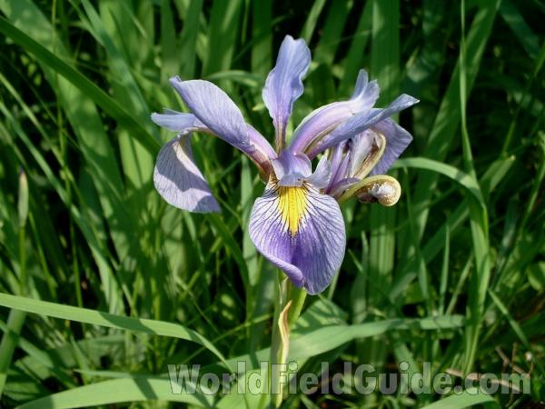 Flower<br>(Location of Picture: Road To Volo Bog, Illinois, USA)
