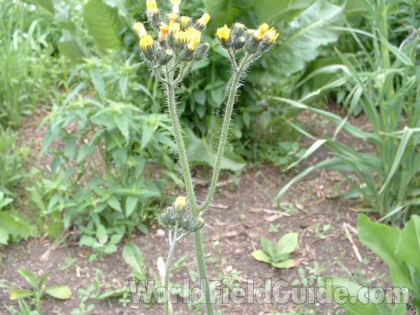 Top Of Plant in  Bloom<br>(Location of Picture: Garden, Volo Bog, Illinois, USA)
