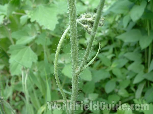 Tiny Leaf On Stem<br>(Location of Picture: Garden, Volo, Il, June 9, 2005)