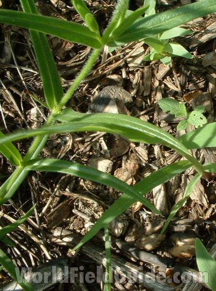 Stem and Leaves<br>(Location of Picture: Display, Morraine Hills, Illinois)