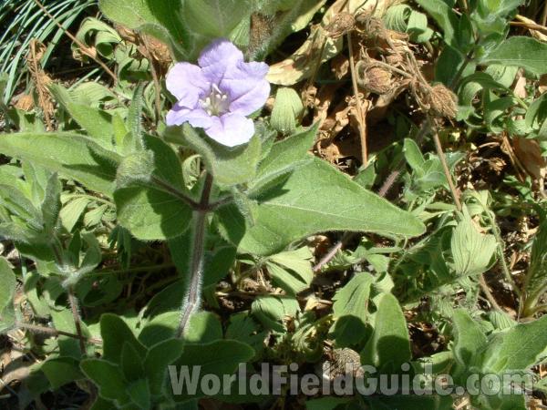 Top Of Plant in  Bloom<br>(Location of Picture: Morraine Hills, June 19, 2005)