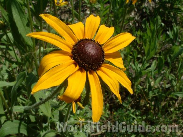 Flower - Front View<br>(Location of Picture: Morraine Display, June 18, 2005)