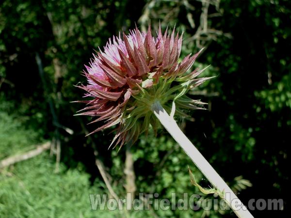 Flower - Back View<br>(Location of Picture: Morraine Hills, Il, June 18, '05)